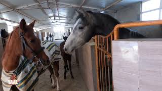 Horse Riding POV  Riding and Stabling Kurdish Horses 2023 [upl. by Sarah590]