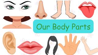 Learn Body Parts in English  Parts of our Body  Body Parts Name [upl. by Feliza]