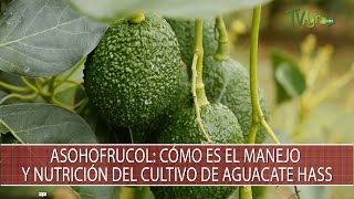 Asohofrucol Como es el manejo y nutricion del cultivo de Aguacate Hass  TvAgro por Juan Gonzalo [upl. by Balliol153]