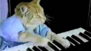 gato tocando el piano D [upl. by Baalman773]