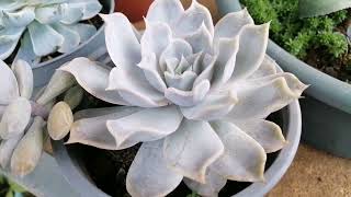 ECHEVERIA LILACINA  CUIDADOS Y REPRODUCCION candies jardin nature [upl. by Esac41]