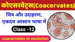 कोएसरवेट्स क्या है  coacervates class 12  evolution class 12 biology  coacervate biology class 12 [upl. by Haile]