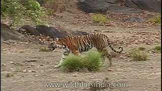 Tiger on the prowl in central Indias Kanha forests as Cheetal deer sound the alarm [upl. by Arrotal]