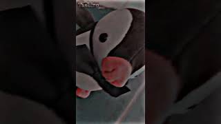 Pinguim de pelúcia edit🔥🔥🔥fy fyp tiktok edit animeedit anime memes [upl. by Matilda227]