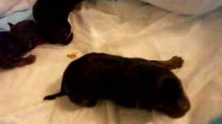 Newborn 1 Day Old Yorkie Puppies Crying for Mother [upl. by Rehpotsyrhc477]