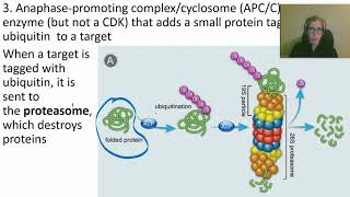 0424 How Cyclins CDKs and APCC Work [upl. by Gianna]