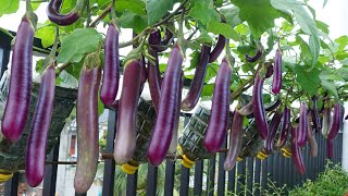 Ive never seen so many Eggplants growing Eggplants at home [upl. by Menides740]