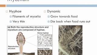 Biology 2 Lecture 9 Fungi [upl. by Perla]