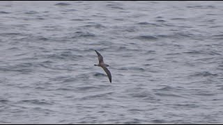 Corys shearwaters and Balearic for comparison  Kuhls amp Vale pijlstormvogels Spain 2022 [upl. by Lund]