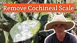 Remove Cochineal Scale From Opuntia ficusindicaPrickly Pear You didnt know you were eating [upl. by Odnalra]