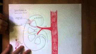 CIRCULACION RENAL [upl. by Atwahs]