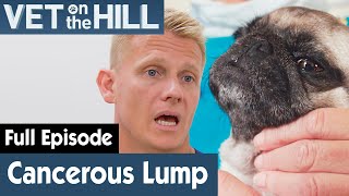 🐶 Pug Dog Has A Cancerous Tumour On His Head  FULL EPISODE  S03E09  Vet On The Hill [upl. by Carbo]