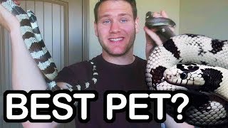 CALIFORNIA KINGSNAKE  IS IT A GOOD PET SNAKE [upl. by Udell981]