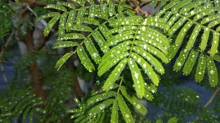 An Overview of Flavonoids and Antioxidant Potential of Prosopis cineraria [upl. by Hellah]