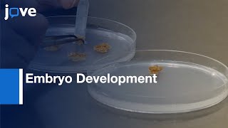 Early Embryo Development Study by Zygotic and Somatic Embryos  Protocol Preview [upl. by Noicpecnoc929]