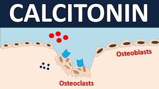 Calcitonin for bone disorders  Osteoporosis amp Pagets disease [upl. by Fawna]