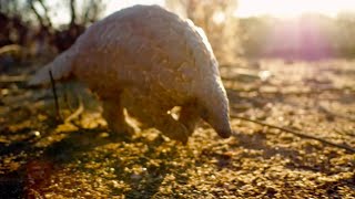 Saving a Pangolins Life  Natural World  BBC Earth [upl. by Tynan771]