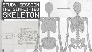 The Simplified Skeleton Front View  Study Session [upl. by Ardnahc804]