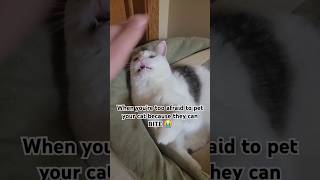 Her mouth kept twitching😅 viral shorts catlover fyp foryou pets halloween trending scary [upl. by Elyk]