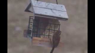 Bird Feeder Video with sound by parabolic mic audio mp3 dubbed [upl. by Eelessej]