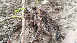 Giant toad relaxes on the ground amp there are many ants [upl. by Lesley]