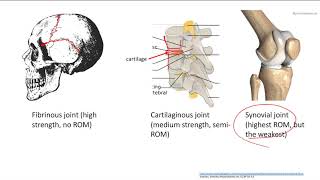 Joint Anatomy  MSK  Step 1 Simplified [upl. by Araiek]