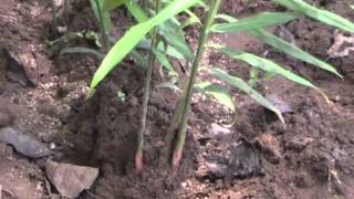 Controlling rhizome rot disease in ginger cultivation Odia VARRAT Odisha [upl. by Odnamra]