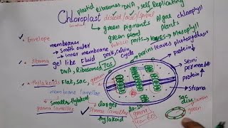 Chloroplast structure and function  Chloroplast class 11 in urduHindi [upl. by Dorion]