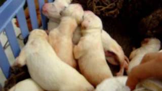 Newborn Dalmatian Puppies [upl. by Eitsyrc444]