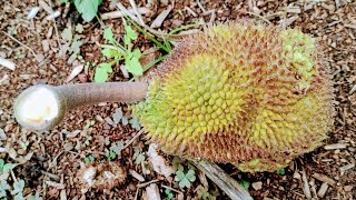 Harvesting Breadnut Artocarpus camansi wild ancestor of the Breadfruit [upl. by Kcirdle]