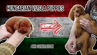 Hungarian Vizsla Puppies 1 Weeks 18 [upl. by Hodosh]