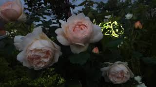 Wollerton Old Hall David Austin Rose in my garden this evening [upl. by Hctub6]