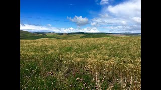 Springbank Local Barley Harvest [upl. by Aicul11]