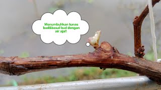 100℅ ILMU BARU‼️CARA MENUMBUHKAN TUNAS BUD DAN BASAL BUD DENGAN AIR SAJA⁉️ Tanpa DormexampLainnya [upl. by Jena230]