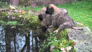 Leonberger pups 8 weken [upl. by Ellenehs172]