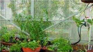 Vegetable Gardening  How to Garden Vegetables in a Greenhouse [upl. by Siger]