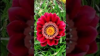 212🌼 gazania ☀️ playlist vara BOTANICA BUCUREȘTI 17 video🌼 playlist gazania 18 video [upl. by Cordle]