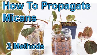 How To Propagate Philodendron Micans  3 Methods [upl. by Ringsmuth]