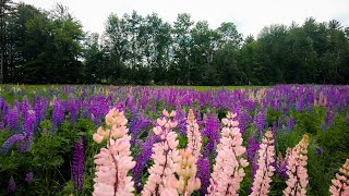 Walking the Lupine Fields of Sugar Hill NH 4K  Binaural Audio Rain Umbrella amp Nature Sounds [upl. by Liamaj288]