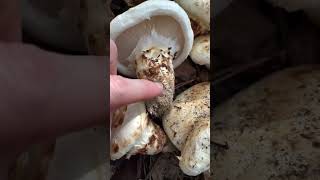 How To Identify Matsutake Tricholoma murillianum Mushroom Expensive Gourmet Aromatic Delicious [upl. by Atirrehs106]