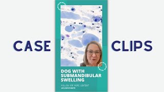 Cytology Case Clips Dog with Weird Submandibular Swelling [upl. by Yroggerg]