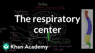 The respiratory center  Respiratory system physiology  NCLEXRN  Khan Academy [upl. by Wachter]