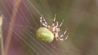 Viervlekwielwebspin  Araneus quadratus ♀️  Annelies van Klinken [upl. by Prestige232]