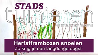 Stadstuinieren  Frambozen snoeien  voor een extra lange oogst moestuin [upl. by Braca482]