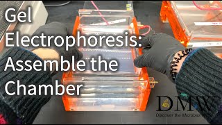 Gel Electrophoresis Assemble the Chamber [upl. by Sarnoff106]