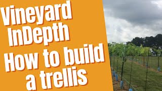 How to build a grape vine trellis [upl. by Bina113]