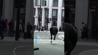 Military horses running loose in central London  DW News [upl. by Fifi567]