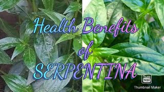 Health Benefits of Serpentina [upl. by Latihs]