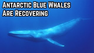 Antarctic Blue Whales are Recovering [upl. by Ellicec]