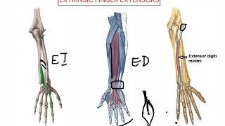 Extrinsic finger Extensors WRIST AND HAND COMPLEX [upl. by Irolam]